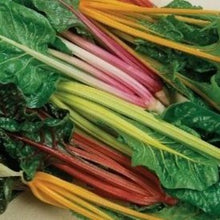 Load image into Gallery viewer, Bladbede "Bright Lights", Beta vulgaris L