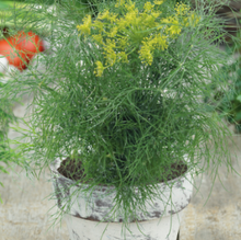 Load image into Gallery viewer, Dild "Compact", Anethum graveolens