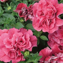 Indlæs billede til gallerivisning Petunia Multiflora "Duo Salmon" H, Petunia multiflora