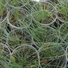 Load image into Gallery viewer, Bjørnegræs "Blue Varna", Festuca glauca