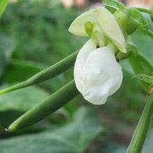 Load image into Gallery viewer, Buskbønne dværg "Gondola", Phaseolus coccineus