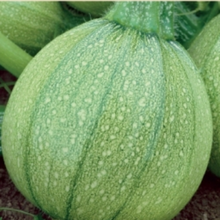 Load image into Gallery viewer, Squash "Di Nizza" Courgette, Cucurbita pepo