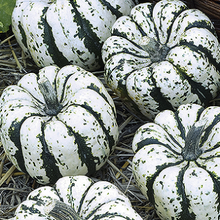 Load image into Gallery viewer, Squash "Sweet Dampling", Cucurbita Pepo L
