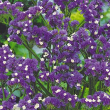 Load image into Gallery viewer, Statice "Lavender", Limonium sinuatum