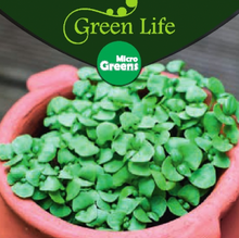 Load image into Gallery viewer, Sød Basilikum, mikrogrønt, Ocimum basilicum L.
