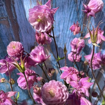 Akeleje lyserød pompon, Aquilegia chrysantha, NYHED