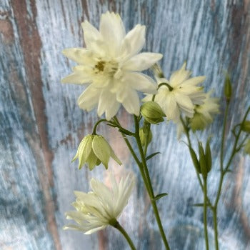 Akeleje hvid, Aquilegia chrysantha, NYHED