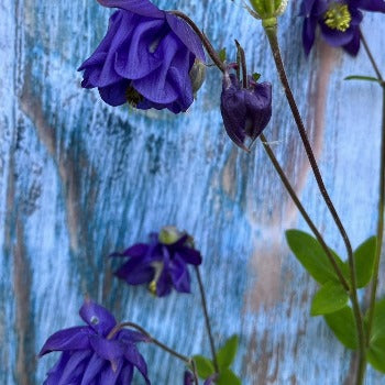 Akeleje klar blå, Aquilegia chrysantha