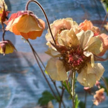 Load image into Gallery viewer, Nellikerod &quot;Mai Tai&quot;, Geum coccineum
