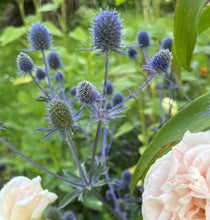Load image into Gallery viewer, Mandstro &quot;Victory Blue&quot;, Eryngium,  NYHED!
