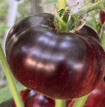 Indlæs billede til gallerivisning Tomat Bicolor &quot;Black Prince&quot; NYHED, Solanum Lycopersicum
