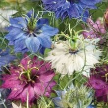 Load image into Gallery viewer, Nigella  &quot;Love-In-A-Mist&quot;, Nigella Damascena  NYHED
