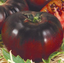 Indlæs billede til gallerivisning Tomat Bicolor &quot;Black Prince&quot; NYHED, Solanum Lycopersicum
