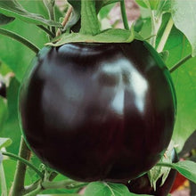 Load image into Gallery viewer, Aubergine &quot;Ronde De Valence&quot;, Solanum melongena
