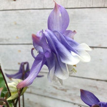 Indlæs billede til gallerivisning Akeleje blå med hvid kant, Aquilegia chrysantha
