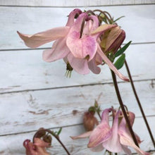 Indlæs billede til gallerivisning Akeleje lyserød med strejf af lilla, Aquilegia chrysantha
