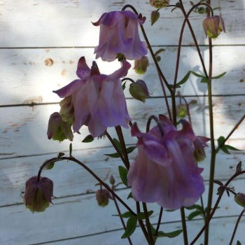 Akeleje sart lilla tofarvet , Aquilegia chrysantha
