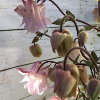 Akeleje lyserød, Aquilegia chrysantha
