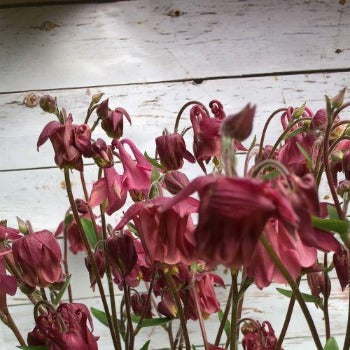 Akeleje sart bordeaux, Aquilegia chrysantha