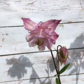 Akeleje pudret rosa, Aquilegia chrysantha