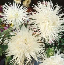 Load image into Gallery viewer, Asters &quot;&quot;Unicum White&quot;, Callistephus chinensis
