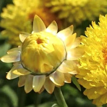 Load image into Gallery viewer, Evighedsblomst &quot;Sunshine&quot;, Helichrysum bracteatum

