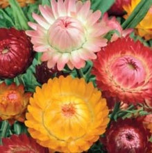 Indlæs billede til gallerivisning Evighedsblomst mix &quot;Tom Thumb&quot;, Helichrysum bracteatum
