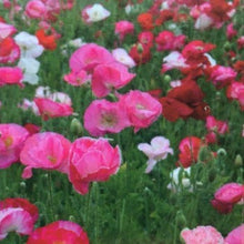 Load image into Gallery viewer, Blomster Kollektion - sæt med 4 frømåtte
