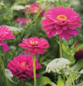 Blomster Kollektion - sæt med 4 frømåtte