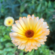 Load image into Gallery viewer, Morgenfrue &quot;Maggi&quot;, Calendula officinalis
