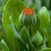Indlæs billede til gallerivisning Morgenfrue &quot;Orange Gitana&quot;, Calendula officinalis
