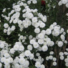 Load image into Gallery viewer, Røllike &quot;The Pearl&quot;, Achillea ptarmica
