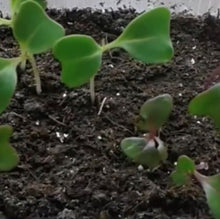 Indlæs billede til gallerivisning Prydkål mix `Fringet Leaves`, Brassica oleracea
