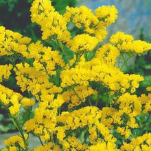 Load image into Gallery viewer, Statice &quot;Yellow&quot;, Limonium sinuatum
