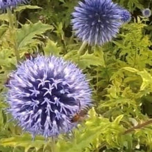 Load image into Gallery viewer, Tidselkugle &quot;Metallic Blue&quot; , Echinops ritro
