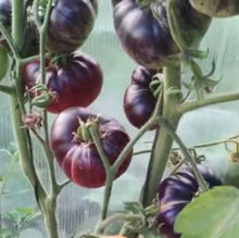 Indlæs billede til gallerivisning Tomat Bicolor &quot;Blueberry Dessert&quot;, Solanum L
