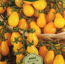 Indlæs billede til gallerivisning Tomat &quot;Perun&quot;, Snacktomat , Solanum L
