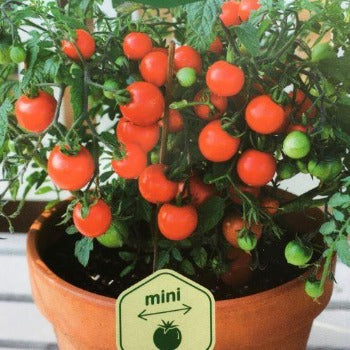 server Rindende Lilla Tomatfrø krukke cherrytomat "Vilma" – gromedro