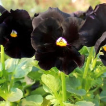 Load image into Gallery viewer, Stedmoderblomst &quot;Black King&quot;, Viola wittrockiana
