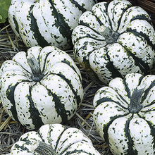 Load image into Gallery viewer, Squash &quot;Sweet Dampling&quot;, Cucurbita Pepo L
